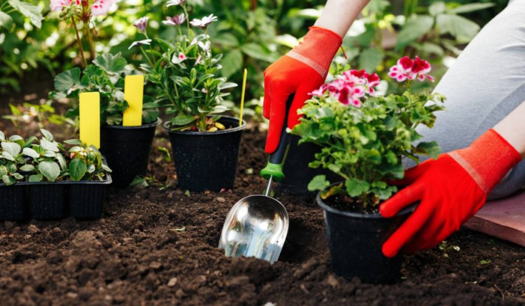 Gardening-Soil-A-Guide-on-Different-Types-of-Soil-Price-And-Gardening-Tips